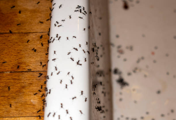 Best Pest Inspection Near Me  in Genoa, AR
