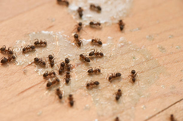 Best Residential Pest Control  in Genoa, AR